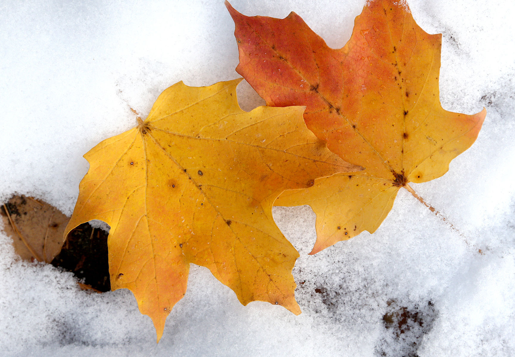 Maple leaves